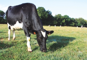 Vente, reprise, fusion de troupeaux, installation