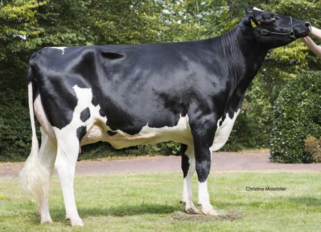 DOSE TAUREAU KEITH - NDE000359556232 - 6692829