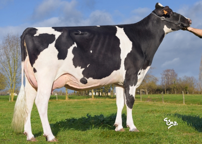 DOSE TAUREAU KEITH - NDE000359556232 - 6692829