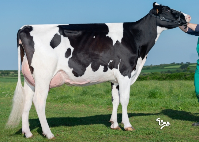 DOSE TAUREAU KEITH - NDE000359556232 - 6692829