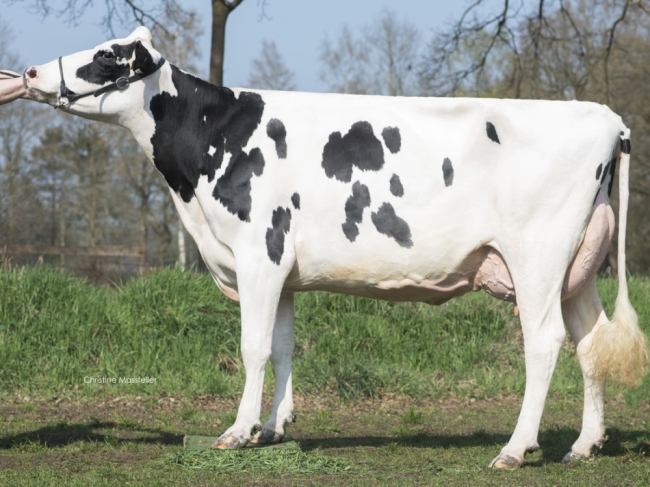 DOSE TAUREAU KEITH - NDE000359556232 - 6692829