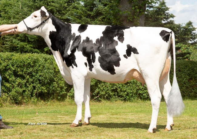 DOSE TAUREAU CODEX - NDE000362217817 - 6698542