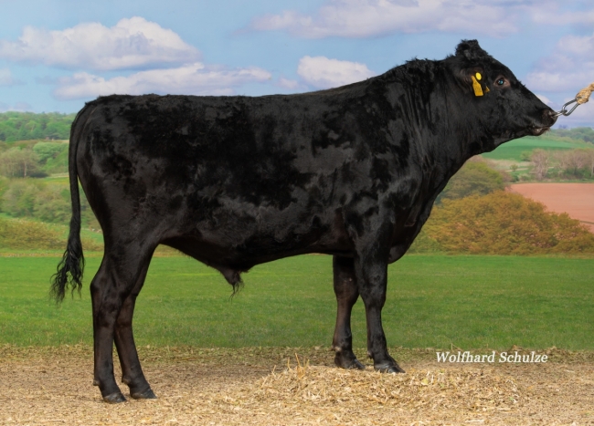 DOSE TAUREAU MAJORITY - NDE000364149738 - 13A3340