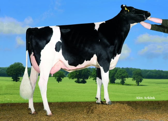 DOSE TAUREAU GERRY - NDE001405290992 - 6694784