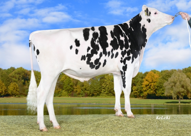 DOSE TAUREAU GERRY - NDE001405290992 - 6694784