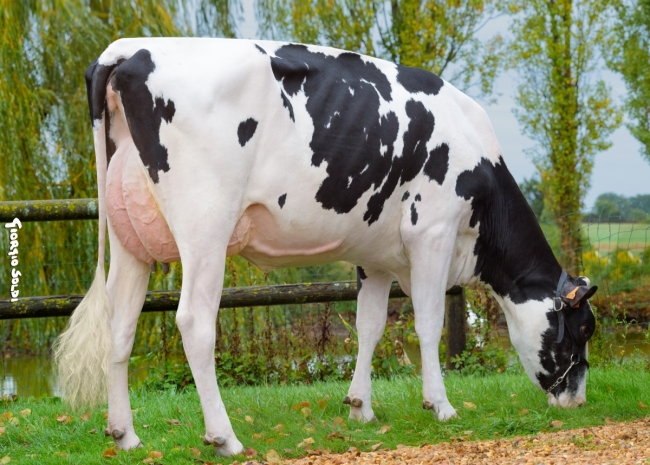 DOSE TAUREAU GERRY - NDE001405290992 - 6694784