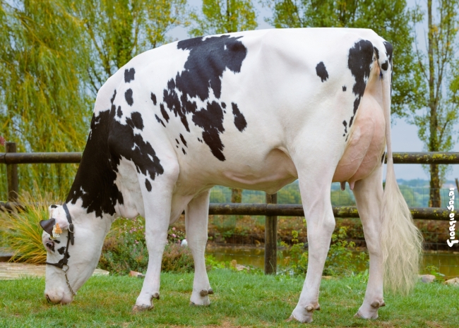 DOSE TAUREAU GERRY - NDE001405290992 - 6694784