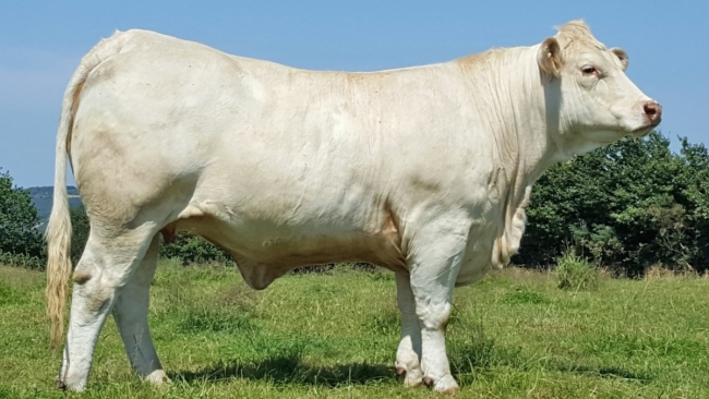 DOSE TAUREAU LOVE P - NFR0337736539 - 3890864