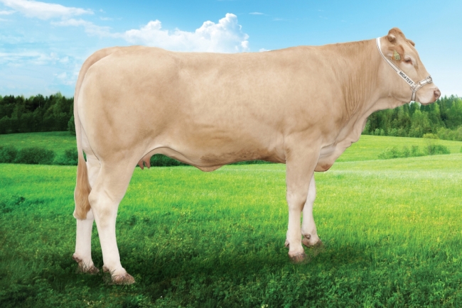 DOSE TAUREAU ANIS - NFR1010775089 - 7971420