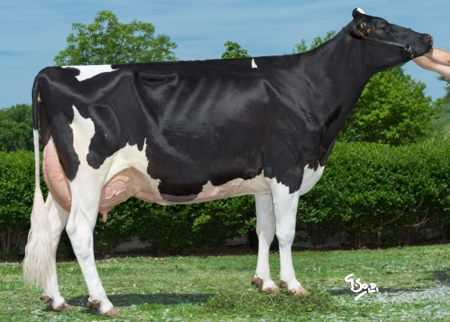 DOSE TAUREAU LOCKWOOD - NFR1215114071 - 6689483