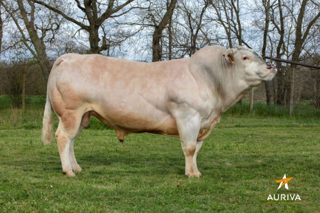 DOSE SEXE 2M 90 M NOOP - YFR1217131477 - 9594308