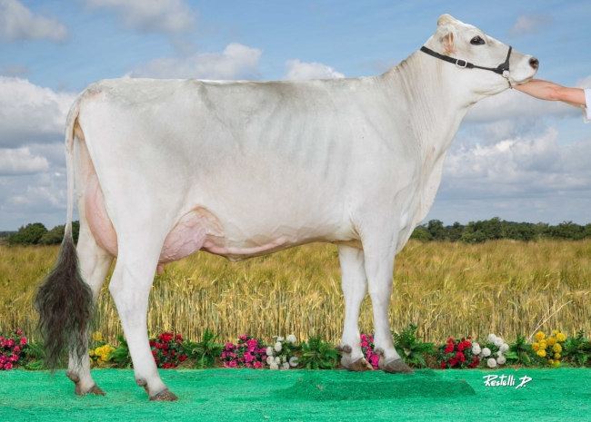 DOSE TAUREAU OSBOURNE - NFR1218023961 - 2194447