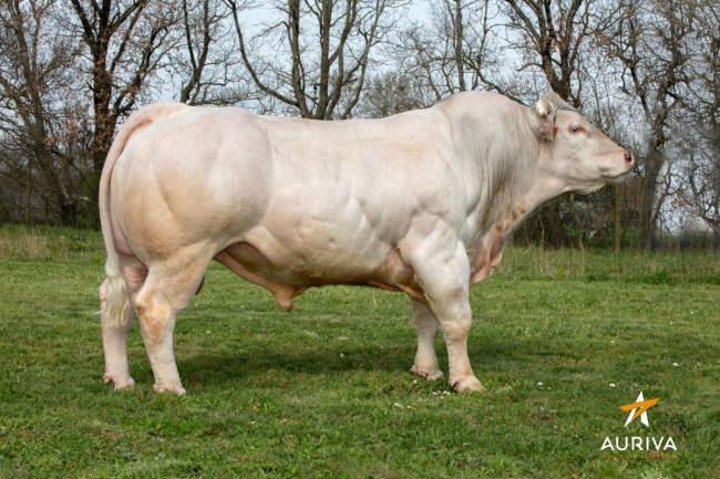 DOSE TAUREAU NOUNOURS - NFR1218208009 - 9594310