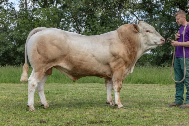 DOSE TAUREAU SELF P - NFR1222010414 - 79A1548
