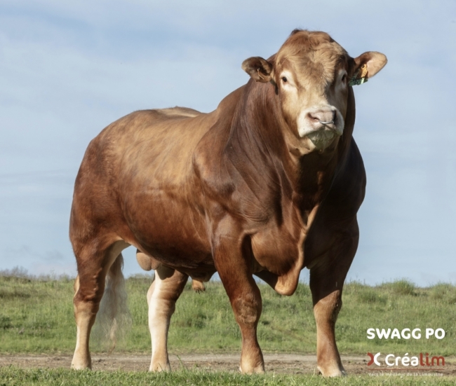 DOSE TAUREAU SWAG PO - NFR1222148023 - 34A1686