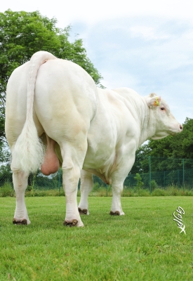 DOSE TAUREAU LEBONVO - NFR1423175165 - 3890866