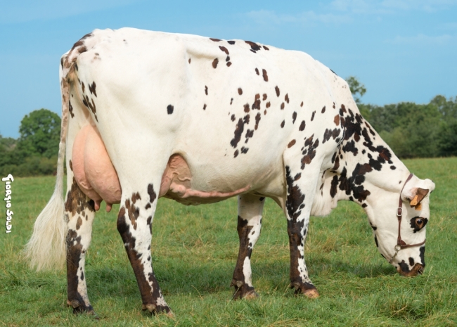 DOSE SEXEE FEM 90 TAUREAU MONTBLANC - XFR1446554599 - 5691297