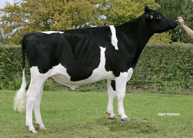 DOSE TAUREAU FUMPOO ISY - NFR1451884290 - 6679297