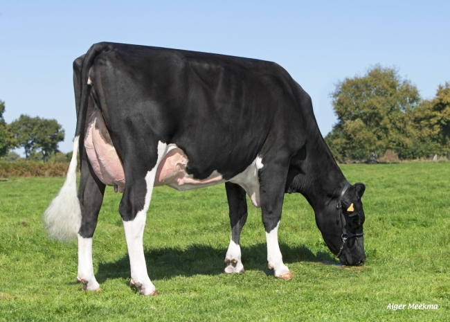 DOSE TAUREAU FUMPOO ISY - NFR1451884290 - 6679297