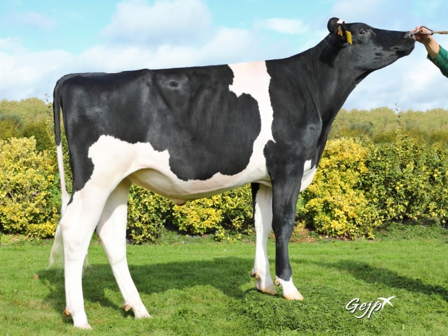 DOSE TAUREAU ORTEGA - NFR1452582954 - 6694005