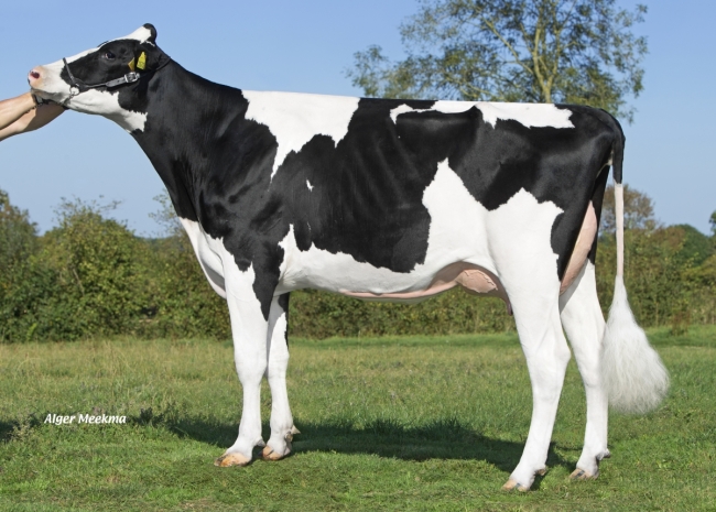 DOSE TAUREAU ORTEGA - NFR1452582954 - 6694005