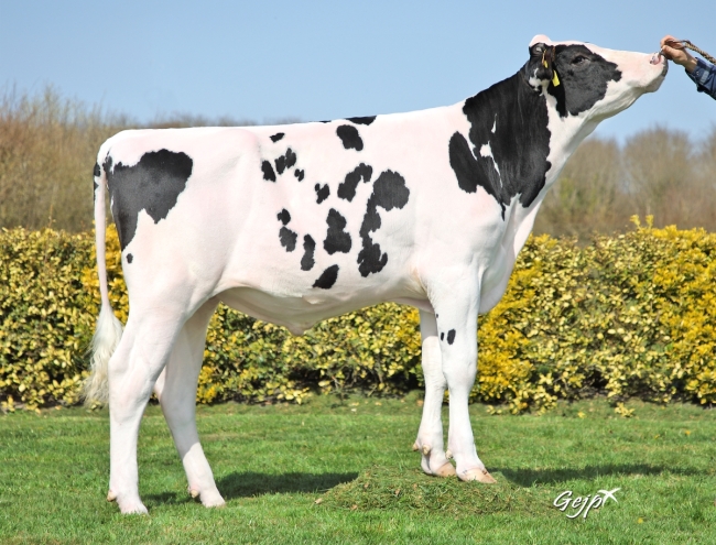 DOSE TAUREAU SINATRA P - NFR1452583362 - 6698217