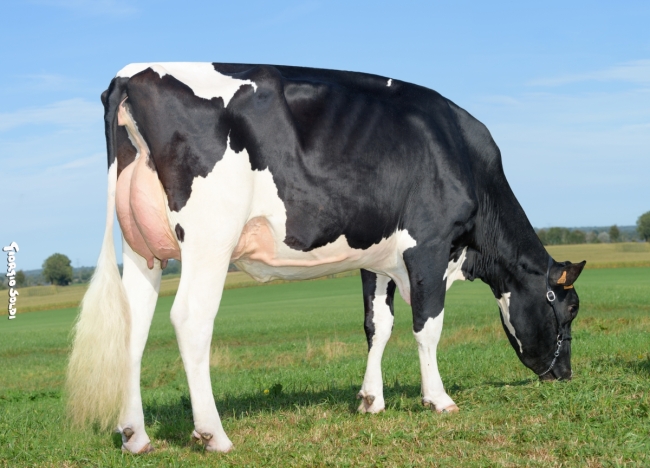 DOSE TAUREAU SINATRA P - NFR1452583362 - 6698217