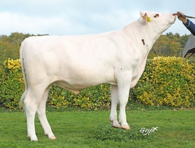 DOSE TAUREAU SEQUOIA - NFR1452713516 - 5698847
