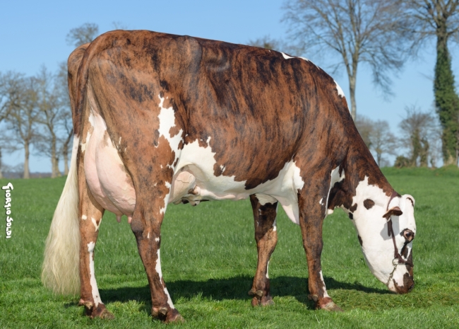 DOSE TAUREAU REDEMPTO - NFR1453361271 - 5697277