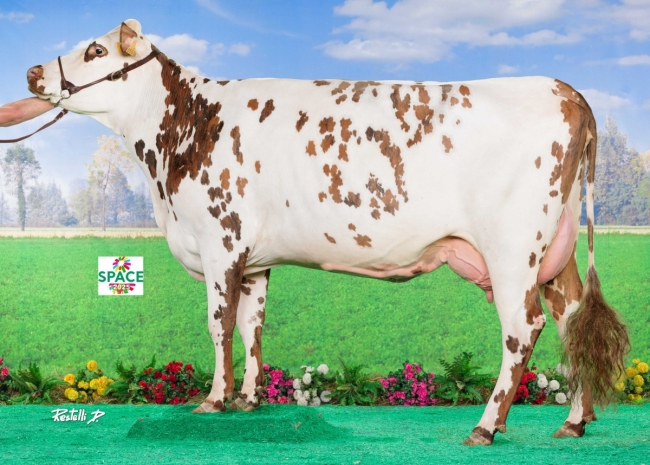 DOSE TAUREAU REDEMPTO - NFR1453361271 - 5697277