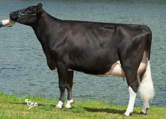 DOSE TAUREAU INTRIGUANT - NFR1534018425 - 6686586