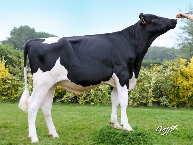 DOSE TAUREAU NABAB - NFR1537092861 - 6691904