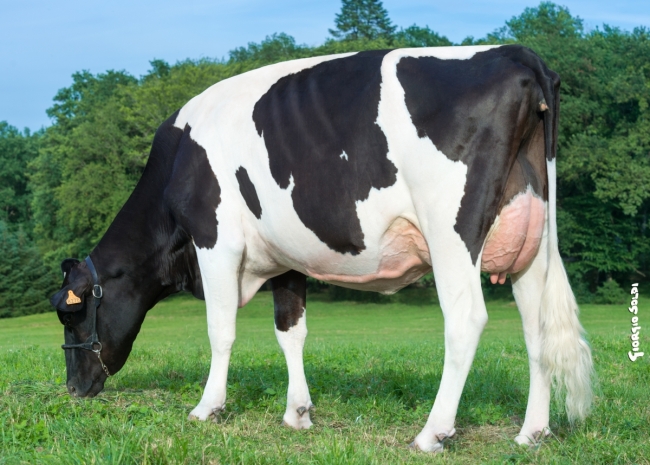 DOSE TAUREAU NABAB - NFR1537092861 - 6691904