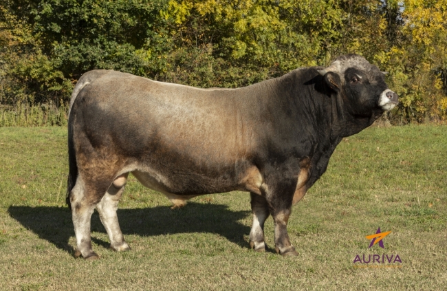 DOSE TAUREAU ROCKY - NFR1540000849 - 1497603