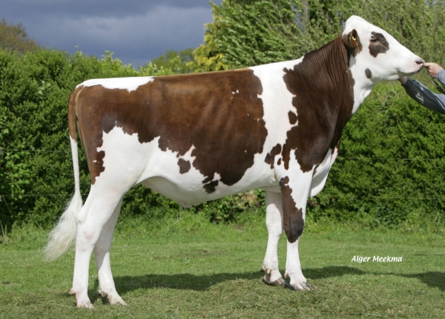 DOSE TAUREAU DIPRED ISY - NFR2211467455 - 6677179