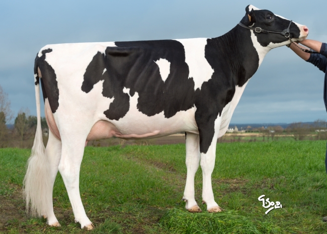 DOSE TAUREAU MAYFEST - NFR2211468477 - 6691417