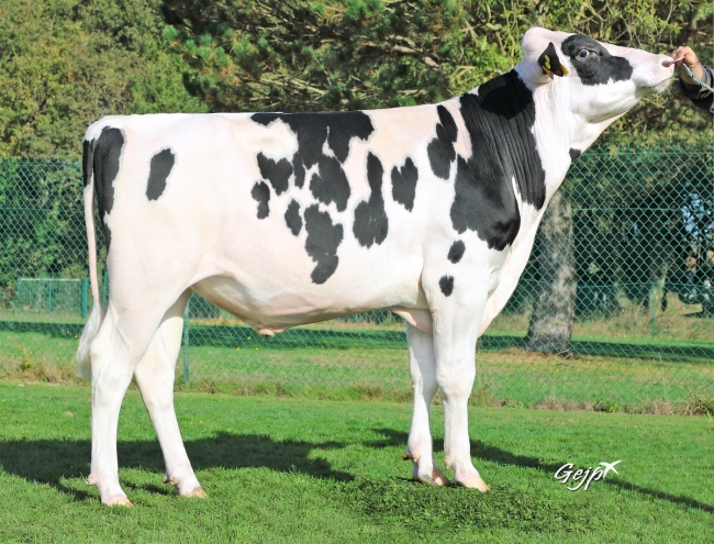 DOSE TAUREAU SUK P RF - NFR2211469219 - 6698753