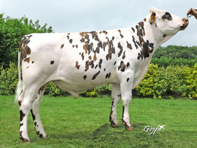 DOSE TAUREAU ORGANDI - NFR2213516855 - 5694125