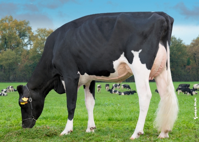 DOSE TAUREAU OMILK RED - NFR2213516915 - 6694184