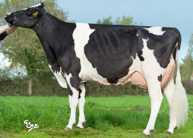 DOSE TAUREAU OMEYER P - NFR2213516959 - 6694518