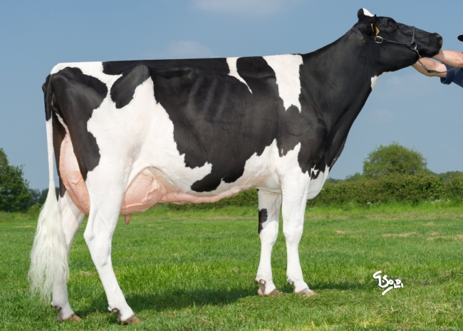 DOSE TAUREAU OMEYER P - NFR2213516959 - 6694518