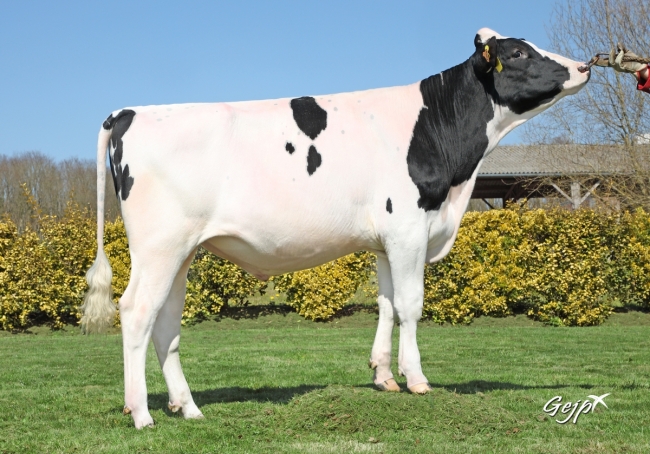 DOSE TAUREAU PINKFLOYD - NFR2213517300 - 6696166