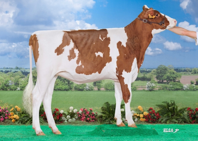 DOSE TAUREAU OKAIDI RED - NFR2215668248 - 6694519