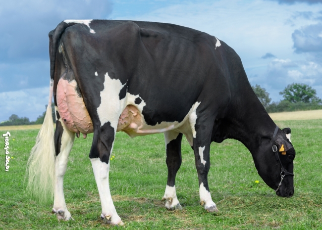DOSE TAUREAU TACK - NFR2215668785 - 66A0475