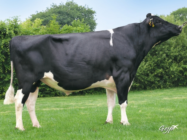 DOSE TAUREAU HURION ISY - NFR2216892431 - 6685121