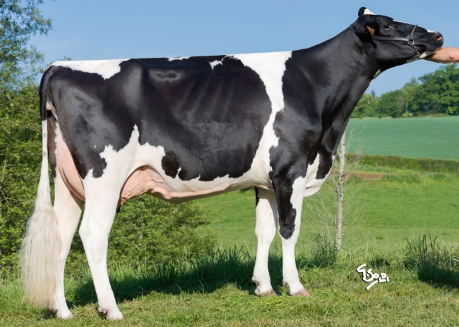 DOSE TAUREAU HURION ISY - NFR2216892431 - 6685121