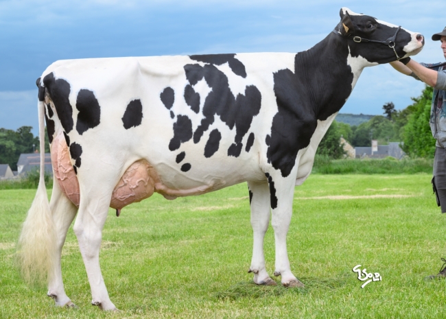 DOSE SEXE 2M 90 F UTIKO P - XFR2219493219 - 66A3224