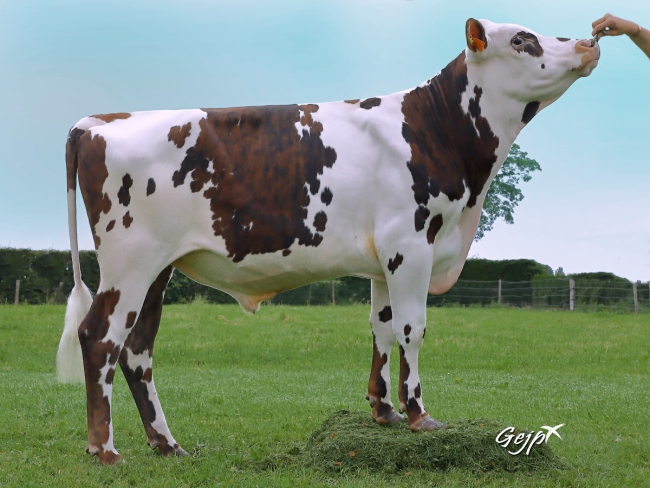 DOSE TAUREAU MANGO - NFR2226386140 - 5690540