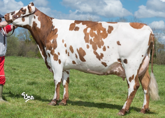 DOSE TAUREAU MANGO - NFR2226386140 - 5690540