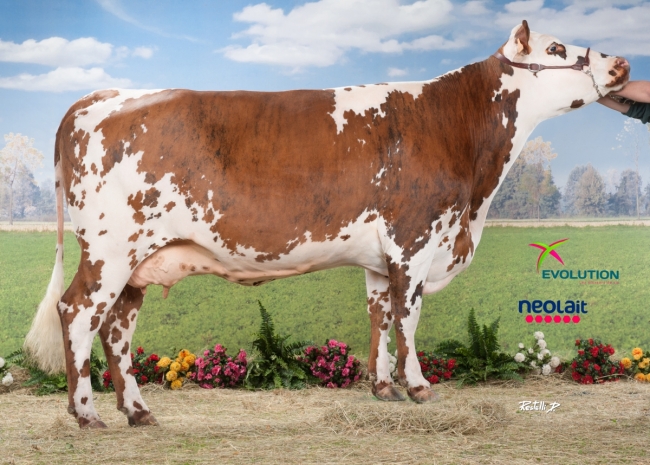 DOSE TAUREAU JOYAU - NFR2226516258 - 5687014